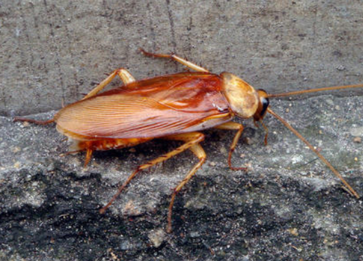 为什么房间里有蟑螂