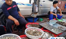 2023禁渔期有皮皮虾卖吗