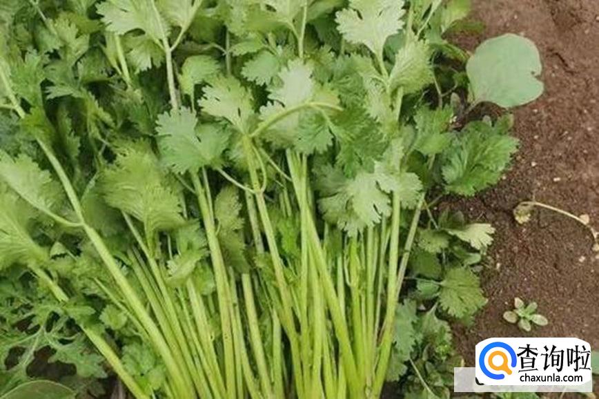 为什么今年的香菜这么贵