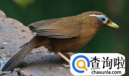 画眉鸟怎么养