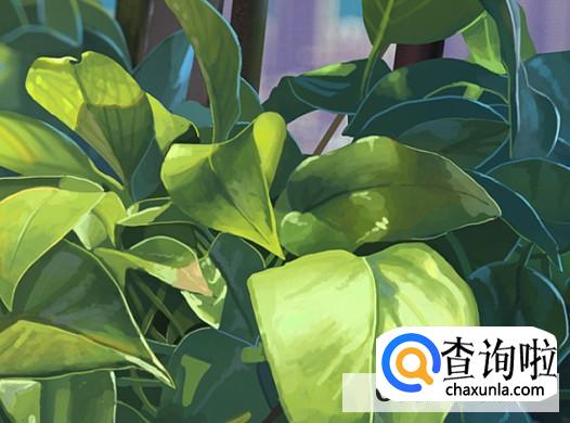 阳台适合种植什么盆栽