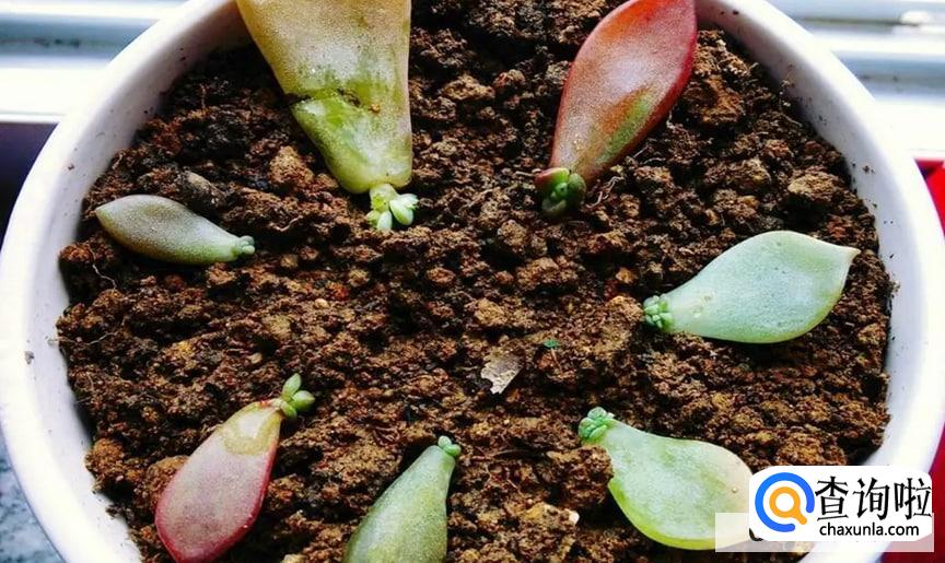 多肉插叶繁殖方法