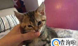 2个月猫怎么养