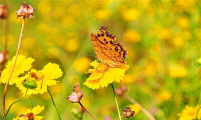 六月是初夏还是盛夏