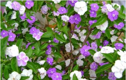 如何养双色茉莉花