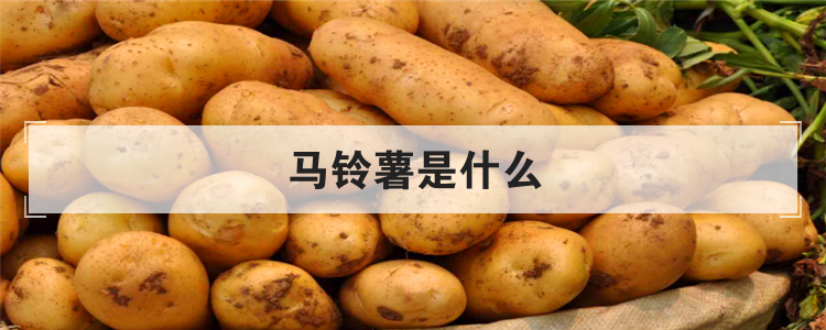 马铃薯是什么