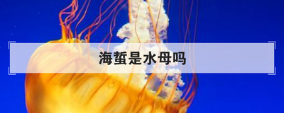 海蜇是水母吗
