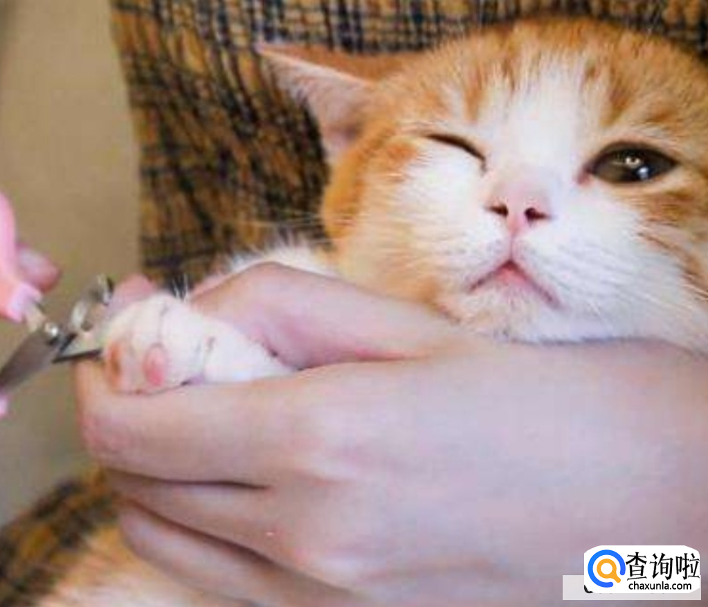怎么给猫咪剪指甲