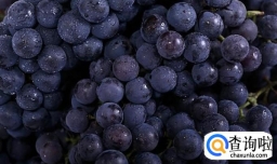 葡萄酒的制作方法——红葡萄酒的制作方法