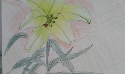 如何画漂亮的简笔百合花