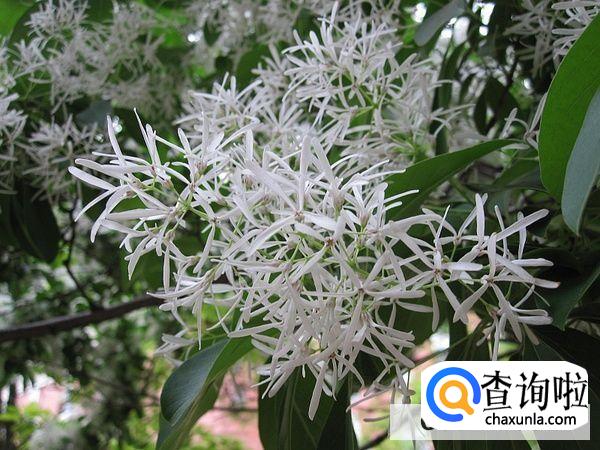 流苏树有哪些风水禁忌