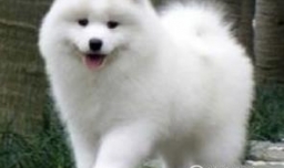 萨摩犬多少钱