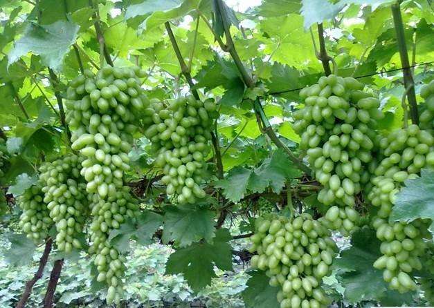 提子是不是葡萄