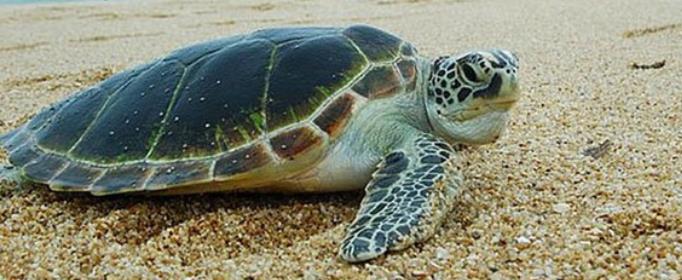 海龟为什么要自埋