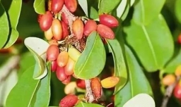 可卡因的原植物是什么？