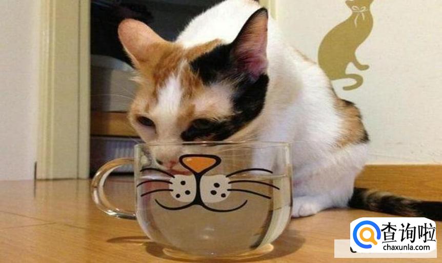 怎么引导猫咪喝水