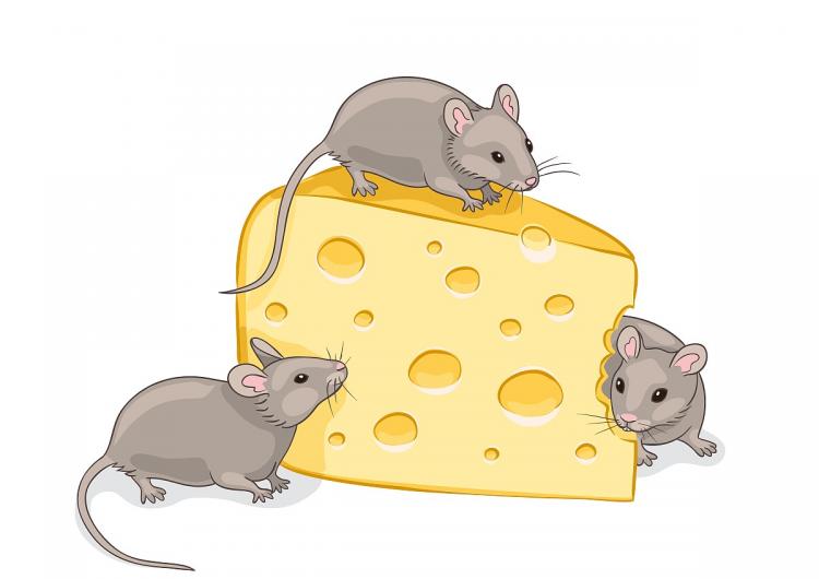 七八月的南瓜皮老心不老是什么生肖