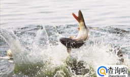 秋季钓鲫鱼饵料配方