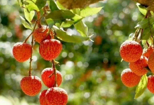 荔枝起源于哪里