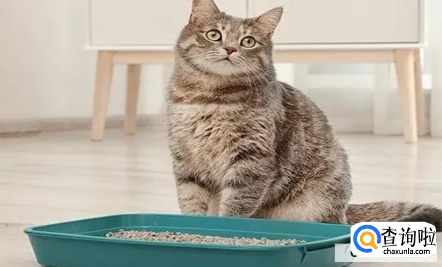 猫咪乱尿怎么办