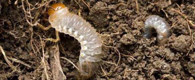 为什么有些昆虫在寒冷的冬天冻不死