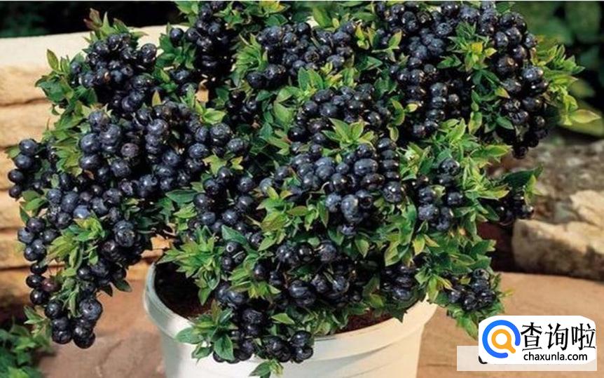 蓝莓树怎么养最合适