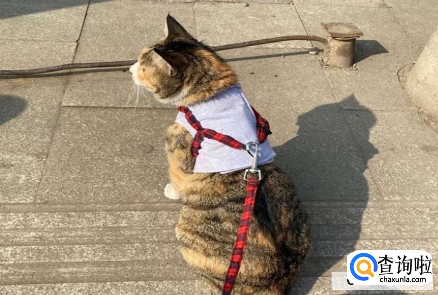 猫咪应该怎么溜