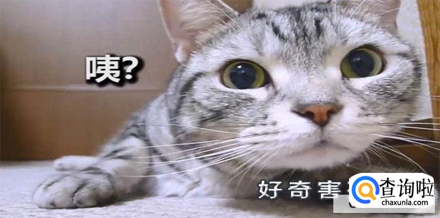 为什么说好奇害死猫？