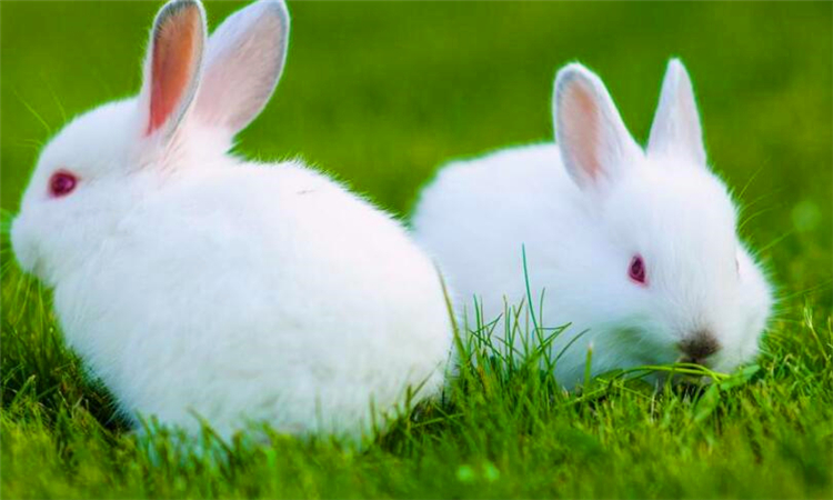 兔子吃什么