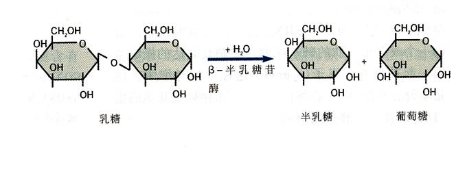 乳糖是不是还原糖
