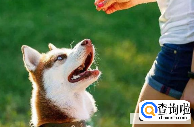 如何训练狗狗定点大小便