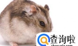 应该去哪里买小仓鼠