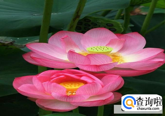 荷花叶子边缘干枯卷叶怎么处理