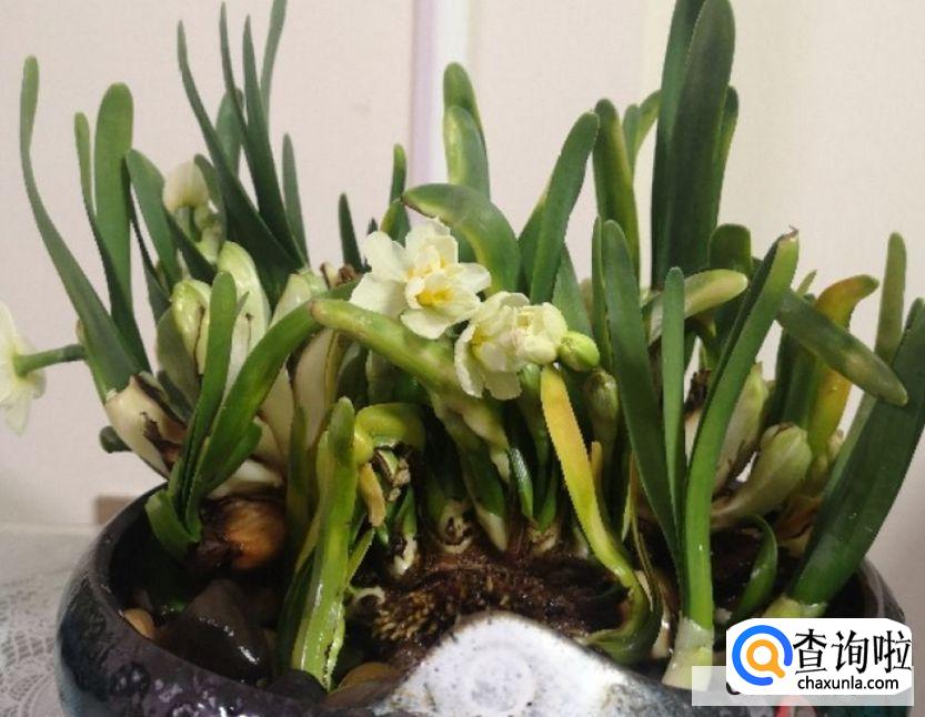 花的叶子为什么变黄?