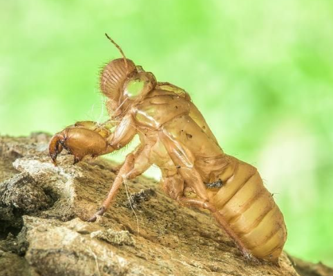 金蝉保存长久的方法