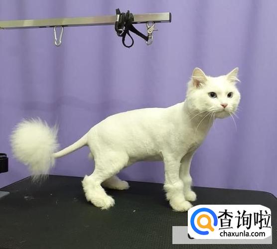 防止猫脱毛有什么办法