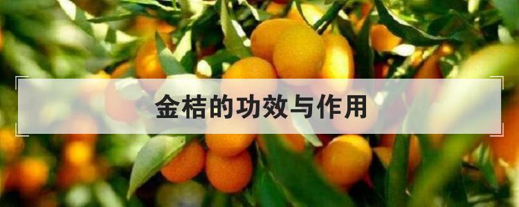 金桔的功效与作用br