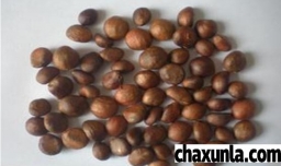 枇杷树育苗的方式