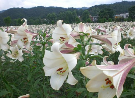 百合花介绍