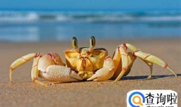 螃蟹种类你知道多少？