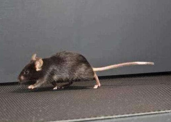 老鼠用什么辨味