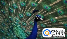 孔雀如何分辨雄雌？