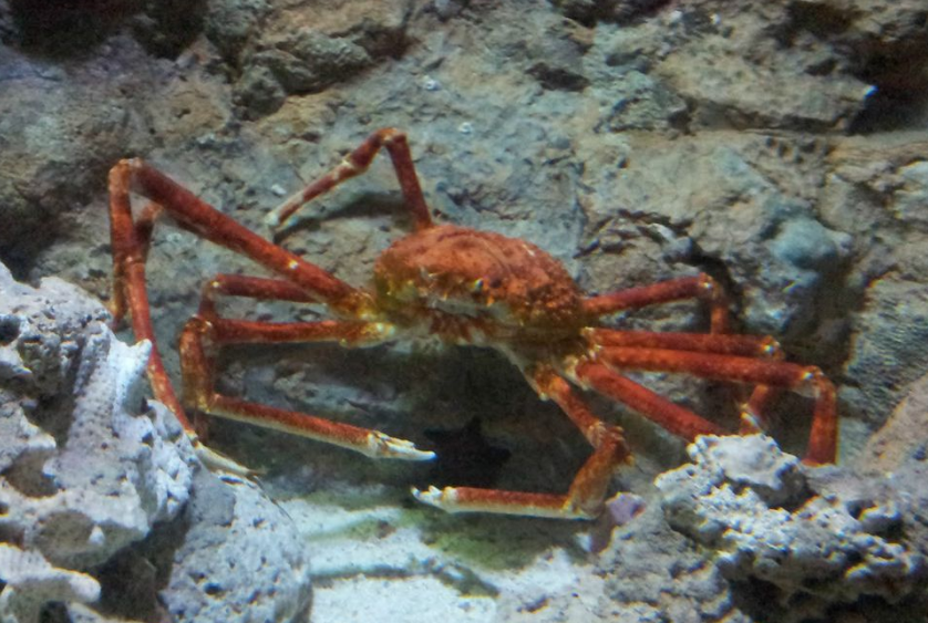 世界上最大的螃蟹