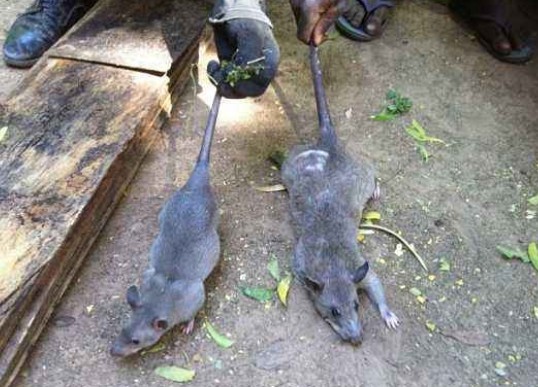 老鼠用什么辨味