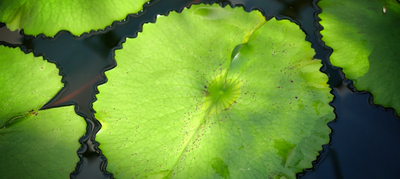 水生植物有哪些