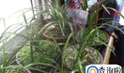 兰花叶子太长总是下垂怎么办