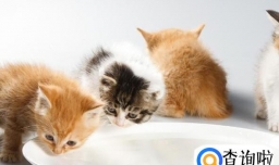 女生节送礼攻略