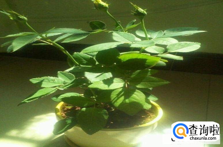 玫瑰叶子发黄怎么办