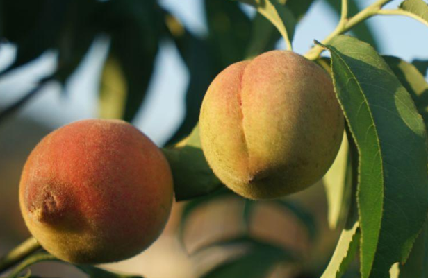 桃是什么时候成熟的?