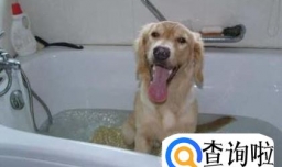 给狗狗洗澡需要要注意什么？